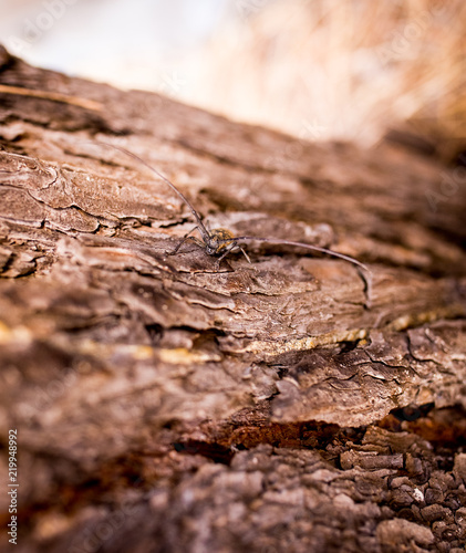 Moustached beetle on the bark of a tree