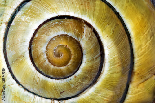 yellow stripped snail shell revealing the mathematic fibonacci spiral curve
