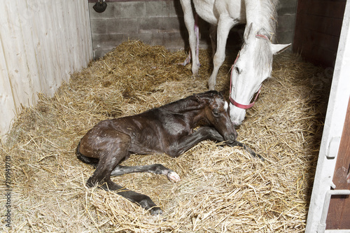 Foal birth in the horse stable