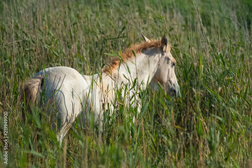 Fototapeta Naklejka Na Ścianę i Meble -  Foal, white horse eating wild grasses in the swamps in Camargue 
