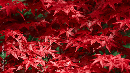 Red leaf. Leaf texture background