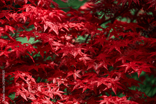 Red leaf. Leaf texture background