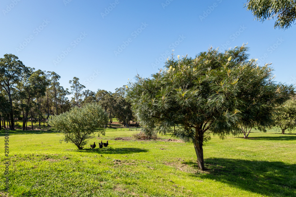 Chickens in shade of shrub in large backyard Chickens in shade of shrub in large backyard