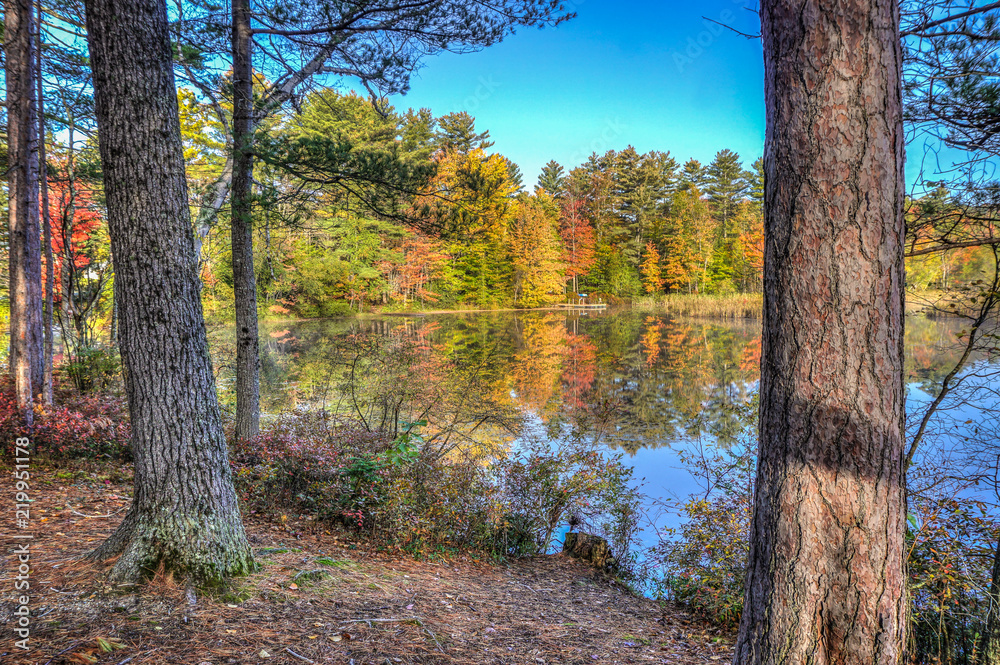 Obraz premium Foliage around the pond