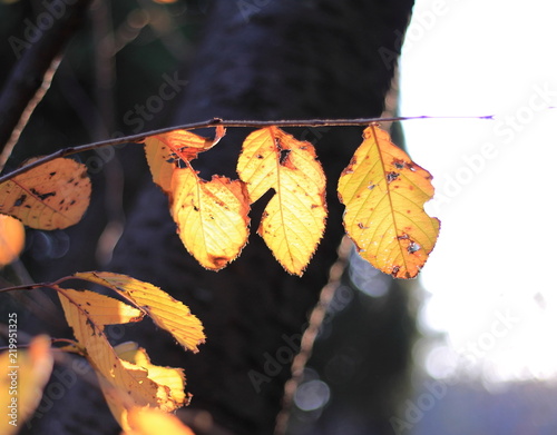 紅葉