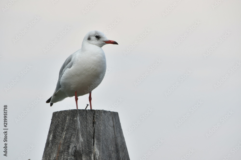Fototapeta premium VACACIONES EN VENECIA