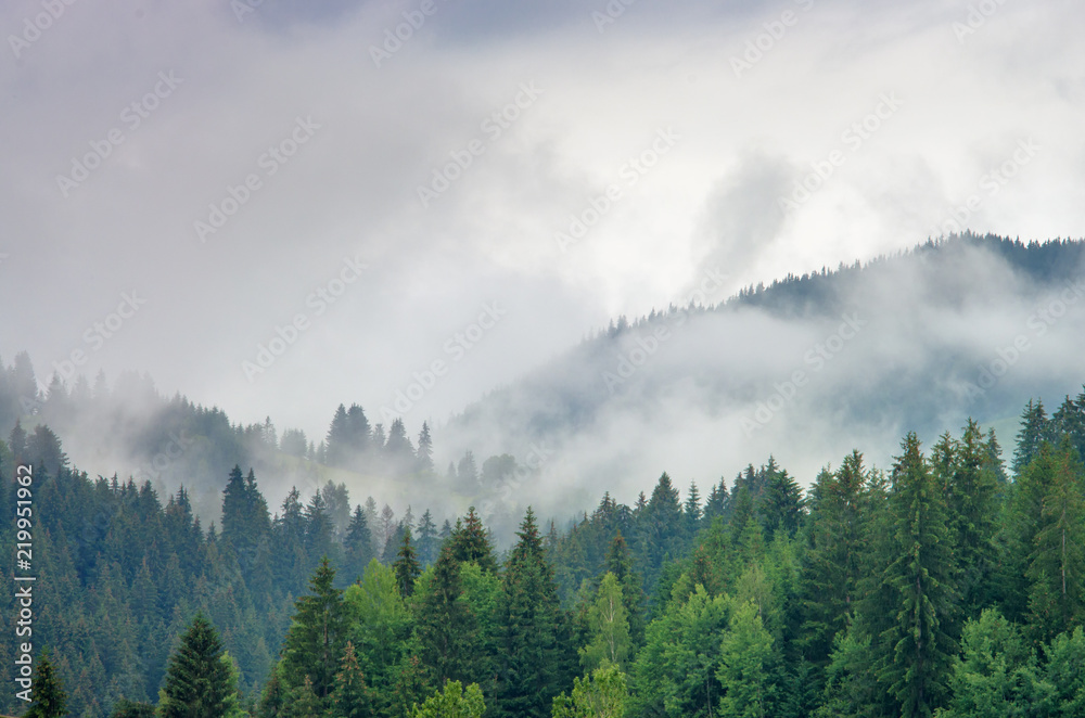 Fog in the forest of pine trees in the mountains. Carpathians Ukraine