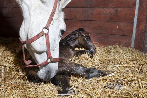 Fototapeta Naklejka Na Ścianę i Meble -  Foal birth in the horse stable