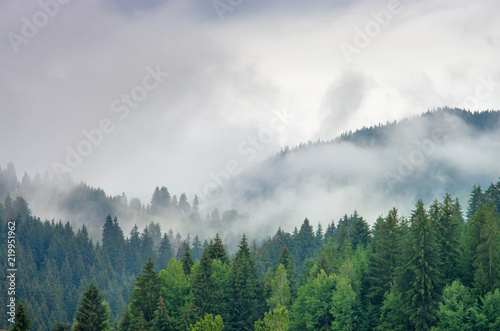 Fog in the forest of pine trees in the mountains. Carpathians Ukraine © balakleypb