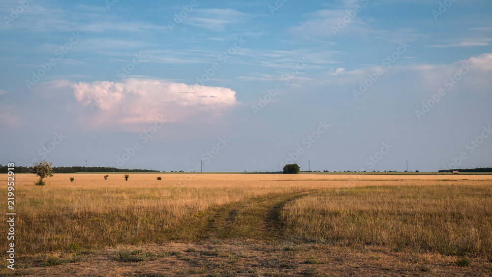 Obraz premium поле