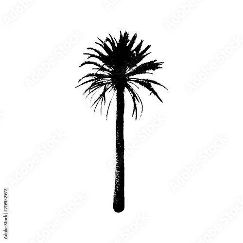 Hand drawn Palm Tree isolated on white background. Tropical Design element for t-shirt prints, textile.