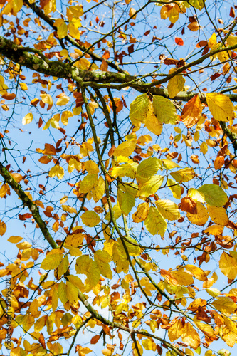 Autumn leaves background with blue sky behind.