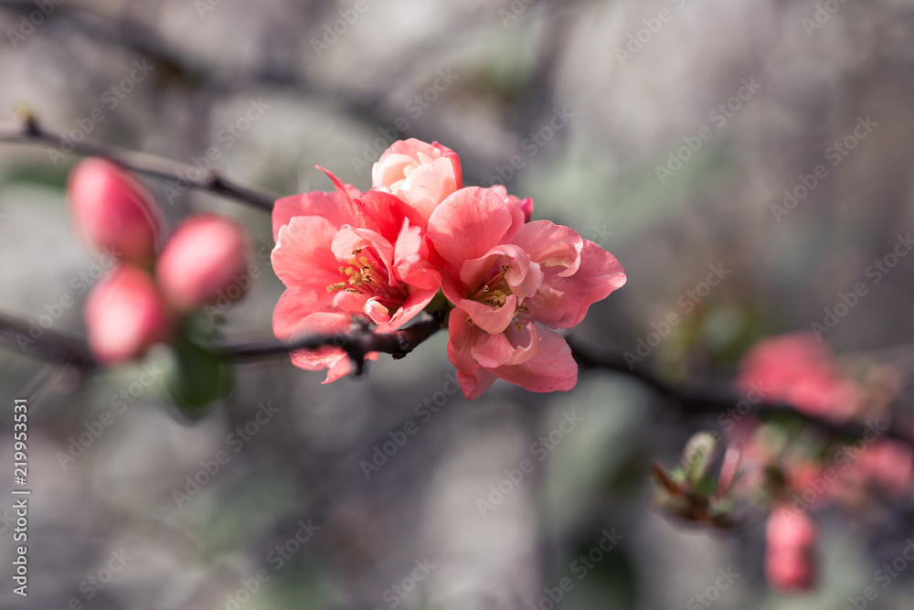 Obraz premium Close up view of pink plum blossoms on a branch in spring