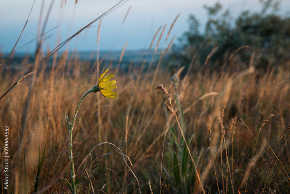Obraz premium в поле