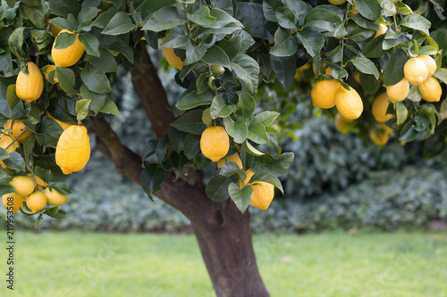 Lemon tree with ripe fruit 