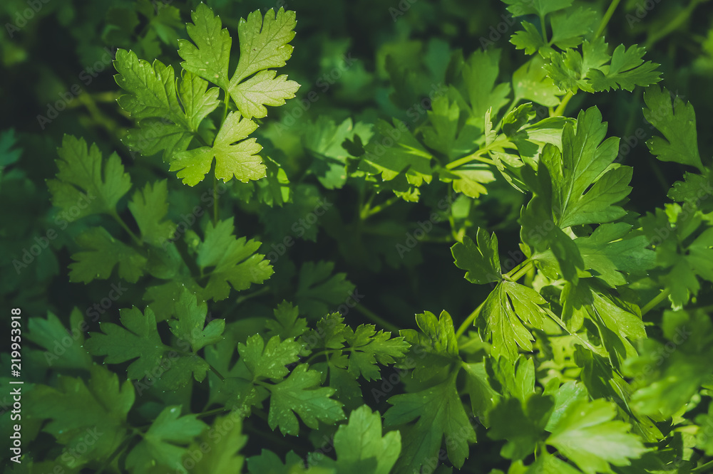 Fresh parsley grows on the vegetable garden close-up. Sunny day at the farm. Organic food. Fresh parsley grows on the vegetable garden close-up. Sunny day at the farm. Organic food.