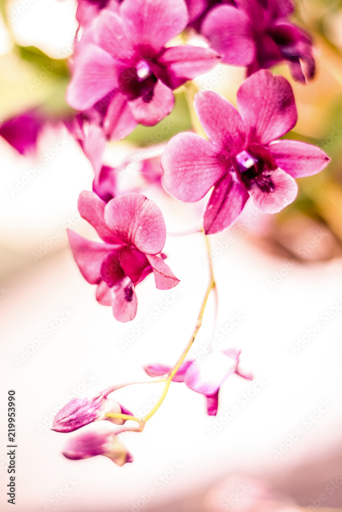 Fototapeta premium Close up beautiful orchid flower and green leaves background in the garden, Beautiful orchid flower with natural background.