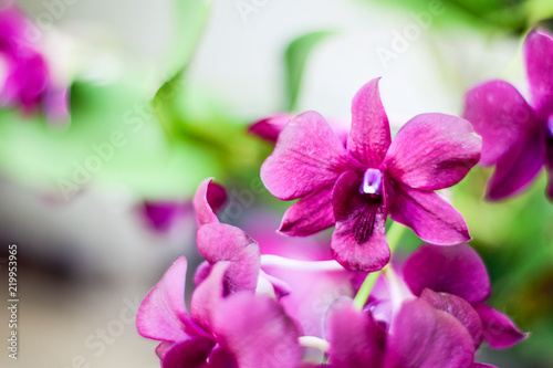 Close up beautiful orchid flower and green leaves background in the garden, Beautiful orchid flower with natural background. © PhatCha