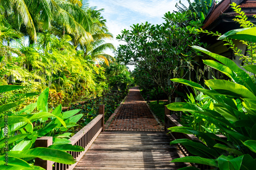 A path with bright tropical green plants and leaves on the side of the path