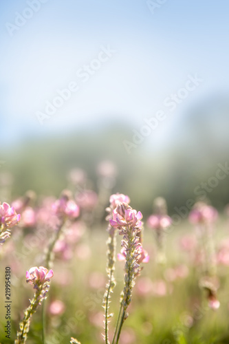 Spring meadow with wild pink flowers