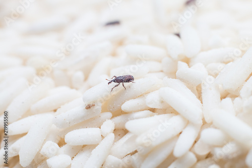 weevil eat rice close up