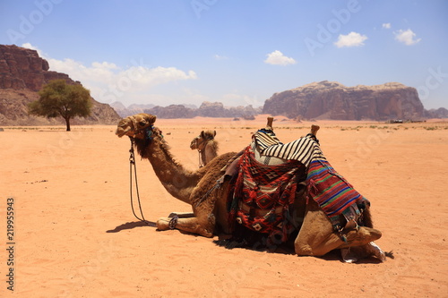 Arabian camels in desert of Wadi Rum, Jordan.  © AnastasiiaUsoltceva