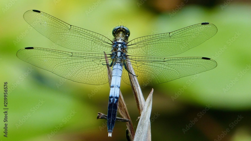 Libelle, Nahaufnahme Libelle, Nahaufnahme
