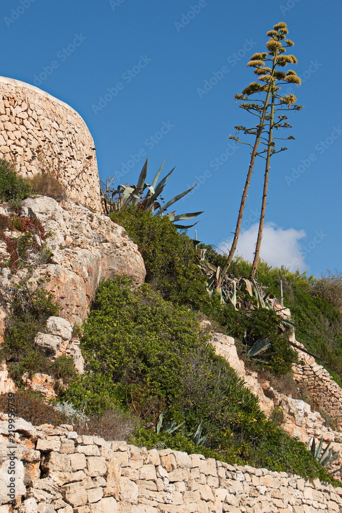 Obraz premium Coast in Cala Figuera on Mallorca 
