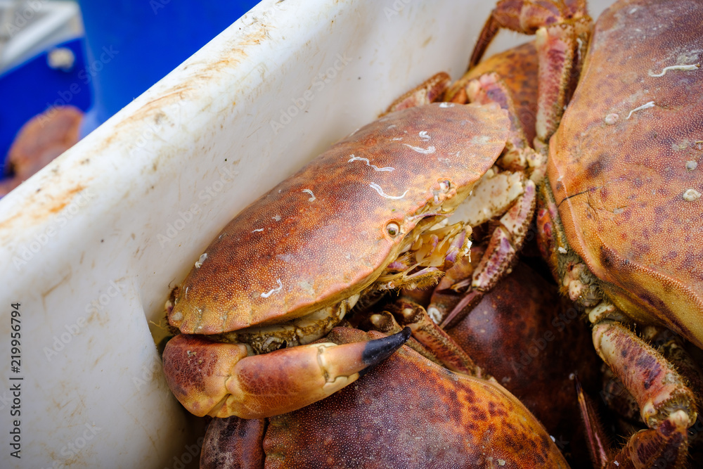 Box of freshly caught live crabs, landed in Newlyn Harbour, Cornwall, England. Box of freshly caught live crabs, landed in Newlyn Harbour, Cornwall, England.