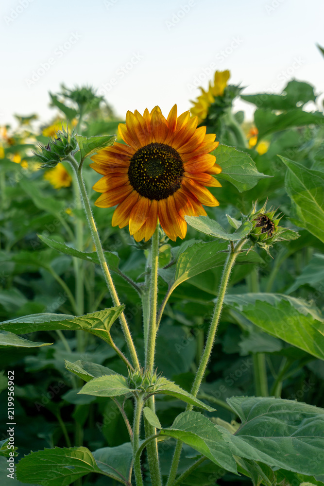 Obraz premium Sunflower fields at sunset