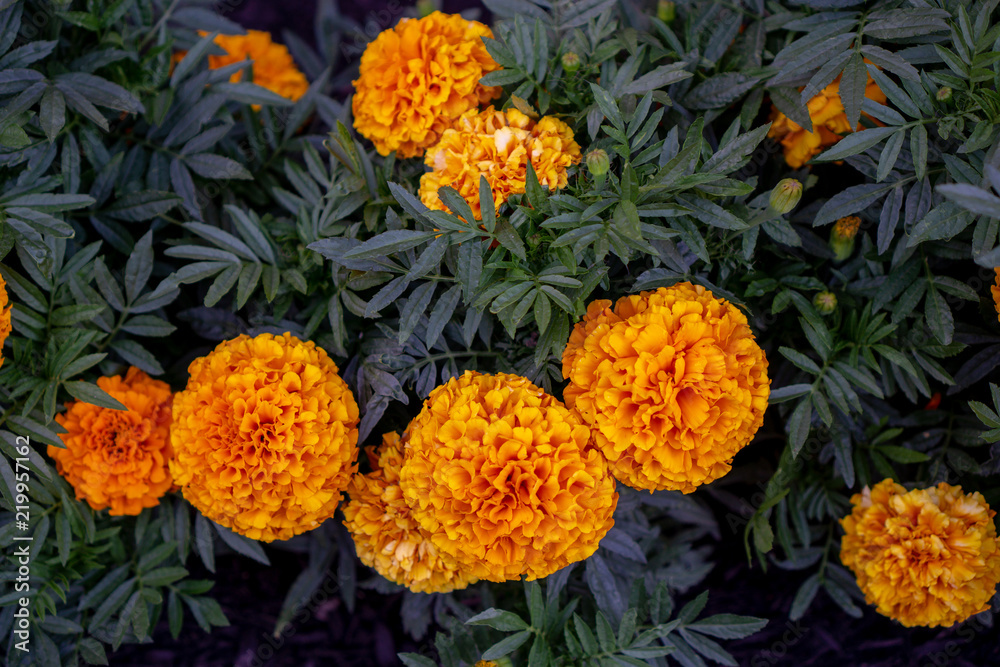 Flowers in garden at dusk