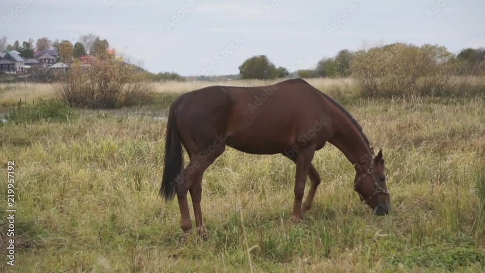 Brown horse eating grass and walking at rural field. Beautiful landscape horses grazing on pasture at livestock farm. Horse breeding at animal farm in village. Brown horse eating grass and walking at rural field. Beautiful landscape horses grazing on pasture at livestock farm. Horse breeding at animal farm in village.