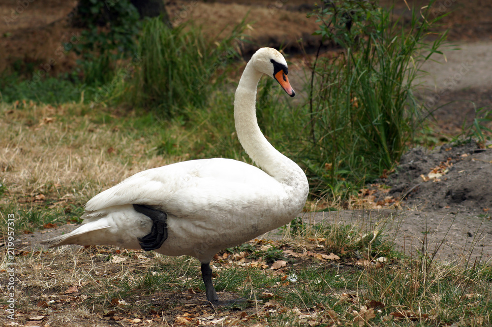 Fototapeta premium Schwan am Ufer eines See
