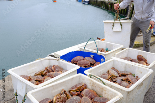 Boxes of freshly caught crabs, landed in Newlyn Harbour, Cornwall, England. photo