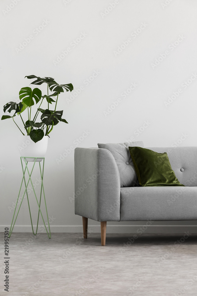 Plant next to grey couch with green cushion in simple living room interior.  Real photo Stock Photo | Adobe Stock