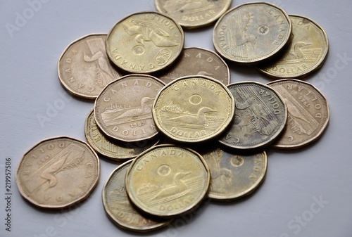 Canada loonies in the table