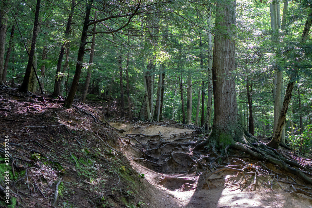 Forest path in public park