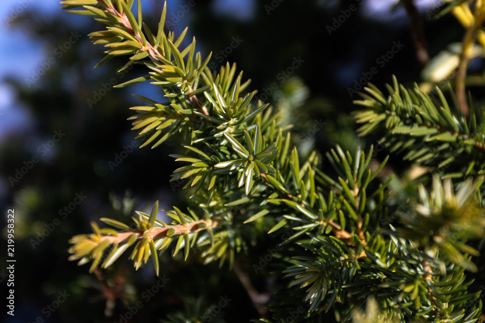 Nature Nature
