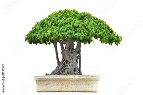 Bonsai or small tree isolated on white background