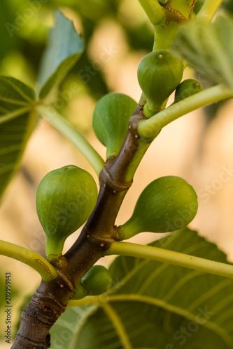 Figs ripening on the branches of the tree