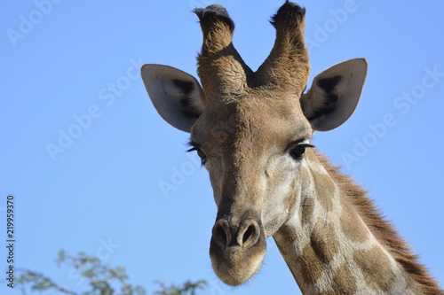 Giraffe Kopf © Gonzo