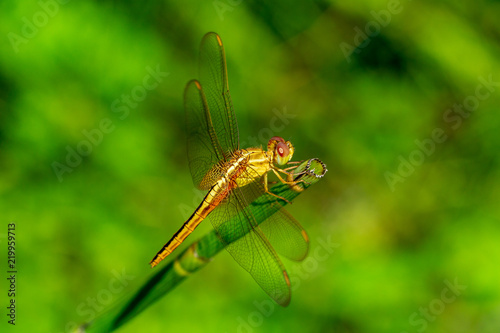 Golden-winged skimmer dragonfly (Libellula auripennis) closeup - Davie, Florida, USA © Sunshower Shots