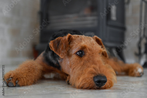 Airedale Terrier dog (puppy 8 month old), in the interior of the house (by the fireplace and woodpile)