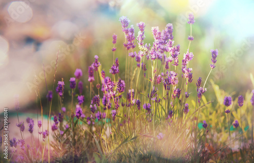 Fototapeta Naklejka Na Ścianę i Meble -  Lavender