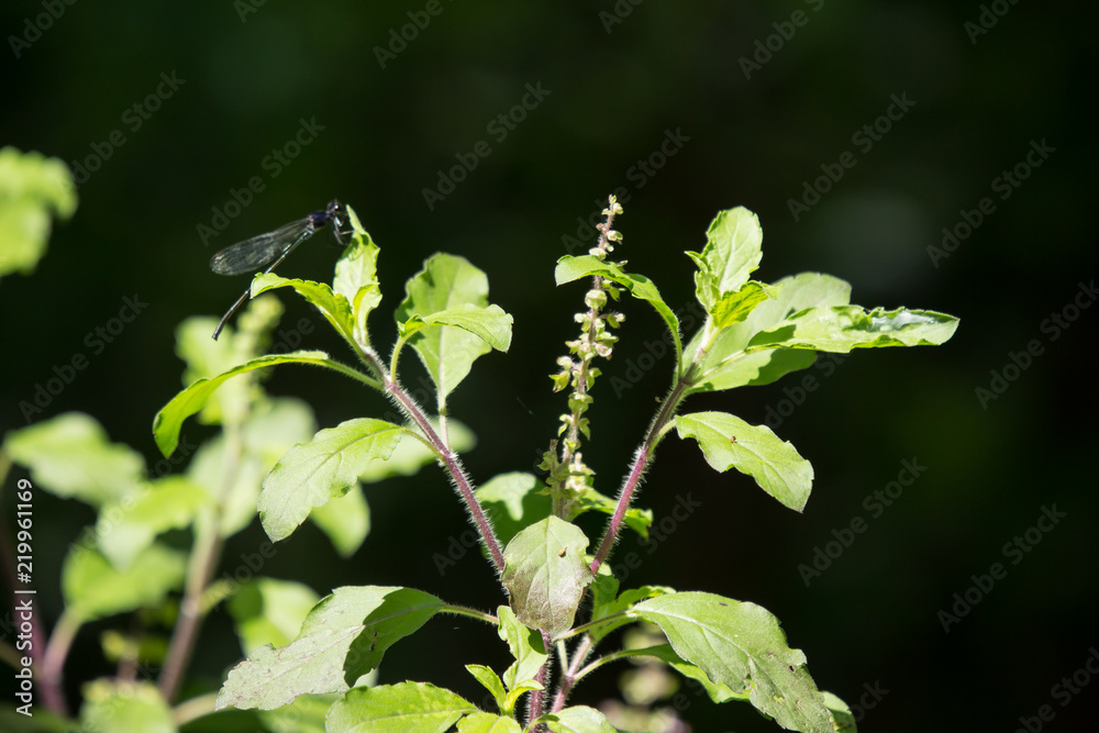 leaf and flower of holy basil thailand herb leaf and flower of holy basil thailand herb
