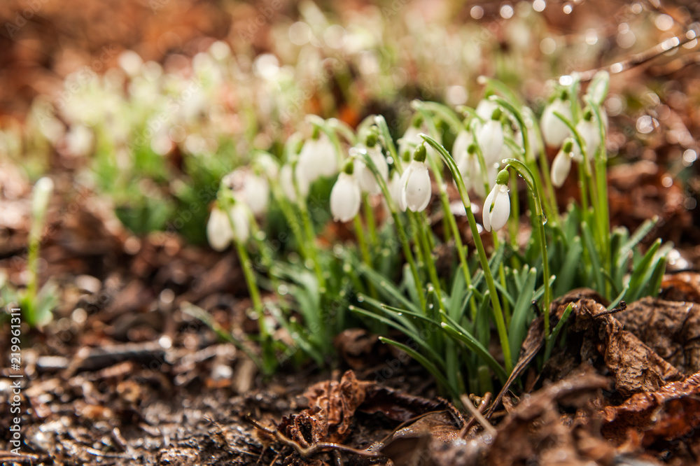Taufrische Schneeglöckchen