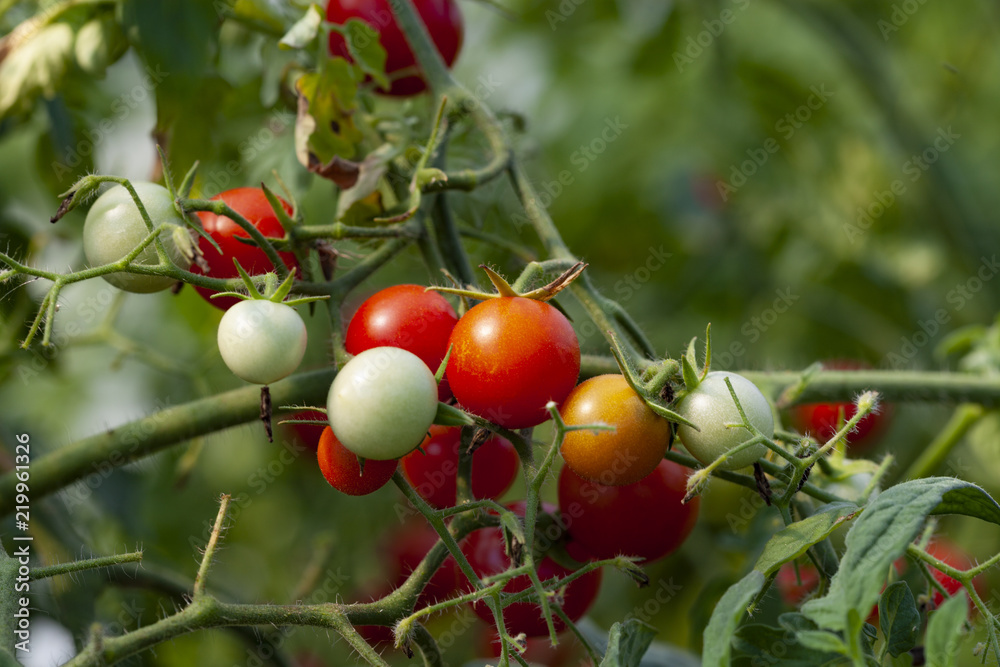Obraz premium Organic Cherry Tomato Farming