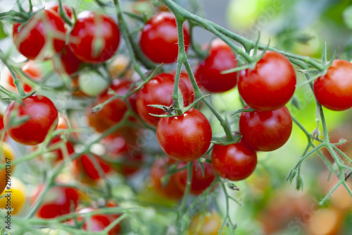 Tomatoes on Green Plant