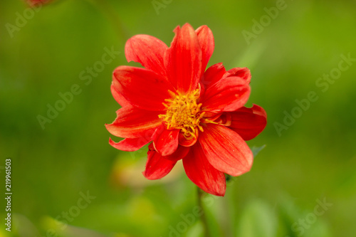 Single beauty natural red flower of dahlia
