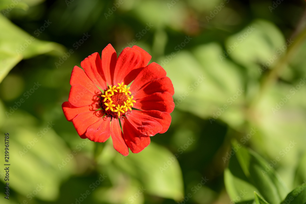 Cynia flower in a summer garden close up Cynia flower in a summer garden close up